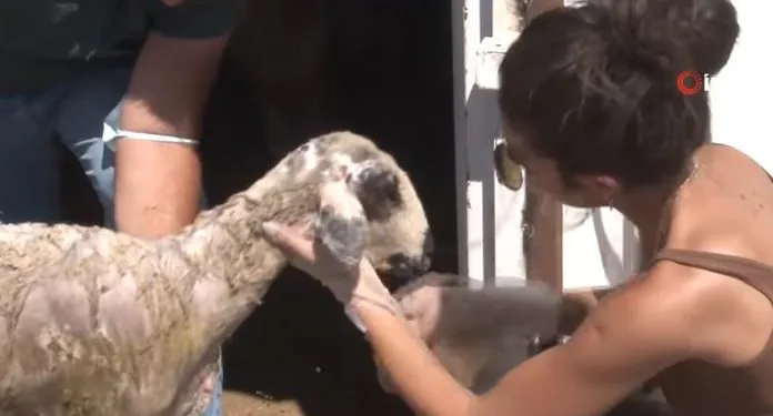 ¡Melisa Aslı Pamuk se hizo cargo de los animales dañados por los incendios!
